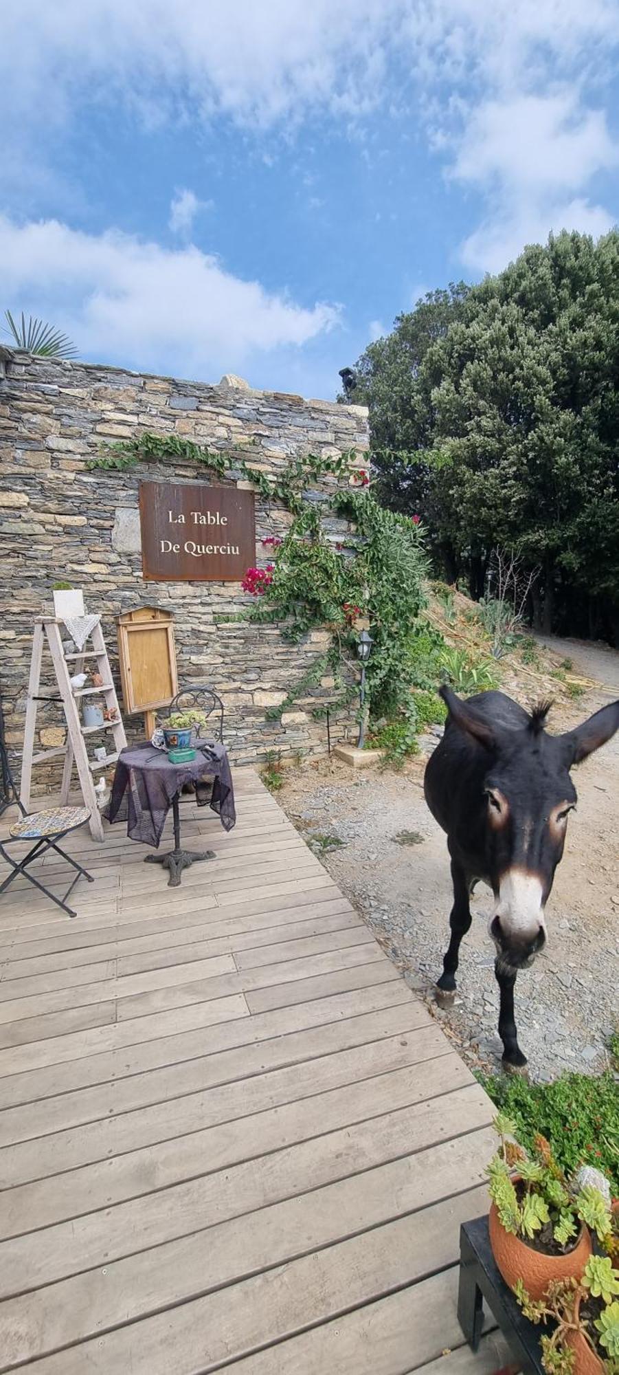 Domaine Colonna Santini ,Chambre D Hotes Piscine, Sauna, Spa Porri Eksteriør billede